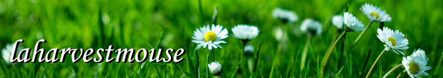 A harvest mouse's home